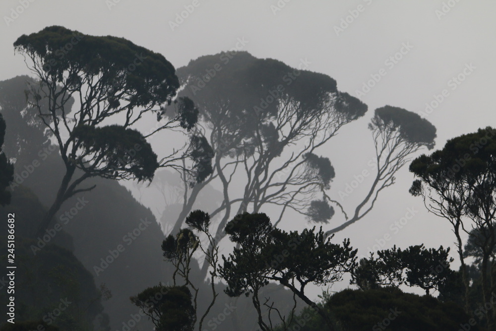Obraz na płótnie duże drzewa na zboczu lasu deszczowego we mgle o poranku w salonie
