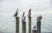 Pelicans And Sea Gulls On Wooden Dock Pilings In Inner Coastal Water