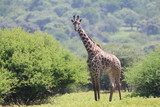 Fototapeta Sawanna - żyrafy wśród drzew na zielonej afrykańskiej równinie w parku serengeti