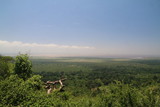 Fototapeta Sawanna - wielka równina afrykańska serengeti w bujnej zieleni po porze deszczowej