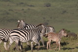 Fototapeta Sawanna - stado zebr wypasających się na równinie w naturalnym środowisku