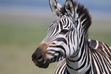 Fototapeta Sawanna - samotna zebra na tle afrykańskiej równiny serengeti