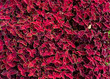 Ground-cover floral carpet of red leaves of the garden koleus. Nature scene with decorative leaf garden plants. summer floral background of Beautiful gardening
