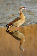 Egyptian Goose (Alopochen Aegyptiacus), Reflected In The Shallow Water, Canton Of Neuchatel, Switzerland, Europe