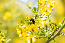 Bee On Yellow Flower