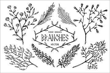 Hand drawn vector branches.