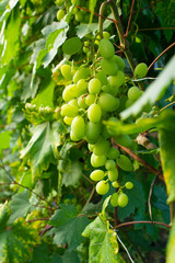 green ripe grapes on a branch