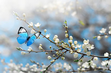 Cherry Blossom In Wild And Butterfly. Springtime