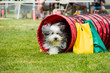 © Lauren Grabelle - Bearded collie in agility competition