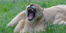 Female Lion Yawning