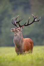 Big Red Deer, Cervus Elaphus, Stag Standing Proudly. King Of Forest With Strong Antlers. Dominant Male Animal In Wilderness.
