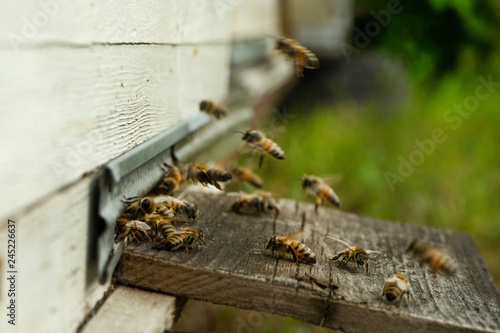Zdjęcie XXL Pszczoły latają do ula i przenoszą pyłek jeden po drugim w letnie dni
