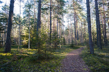 Wild nature landscape. Empty path in coniferous forest in sunny day