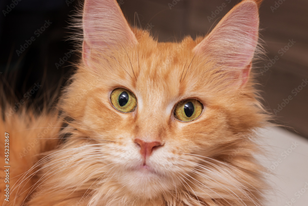 Head Cats Maine Coon Cat Color Red Mackerel Tabby D 23 Foto