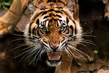 Angry Sumatran Tiger