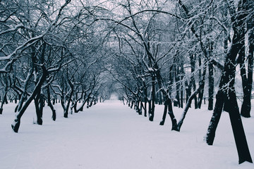 Wall Mural -  winter snow park