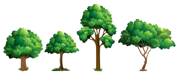 Wall Mural - set of different tree design