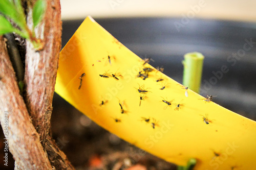 Cuadros en Lienzo Closeup of fungus gnats being stuck to yellow sticky tape