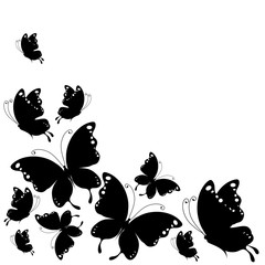 black butterfly, isolated on a white