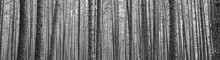 Tree Trunks In Pine Forest As Beautiful Textured Black And White Panoramic View Background.