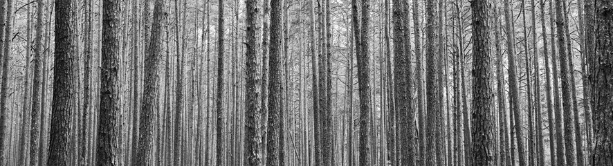tree trunks in pine forest as beautiful textured black and white panoramic view background.
