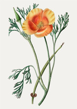 California Poppy Branch Illustration