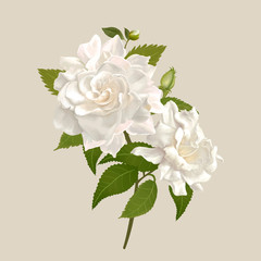 Canvas Print - White gardenia flowers illustration