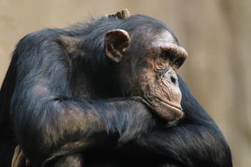 closeup of a chimpanzee resting its head on its arms