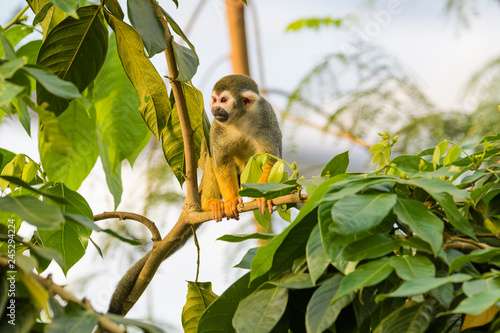 Squirrel monkey in a tree Canvas Print
