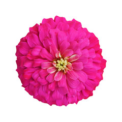 Wall Mural - vivid pink zinnia isolated on white background with clipping path