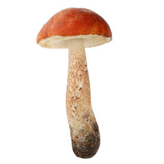 orange-cap boletus isolated on white background