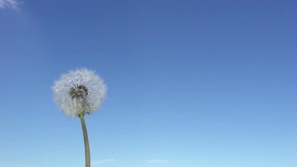 Wall Mural - Wind blows off fuzzes with seeds from a white dandelion against the background of the blue sky,Slow motion