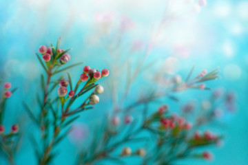 Wall Mural - Flowers in soft turquoise light. Macro. Floral design in the form of flower branches on a turquoise background. Flowers in spring and summer.