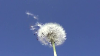 Wall Mural - Wind blows off fuzzes with seeds from a white dandelion against the background of the blue sky,Slow motion