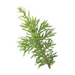 © lewal2010 - branch of juniper isolated on white background