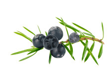 Branch With Black Juniper Berries Isolated