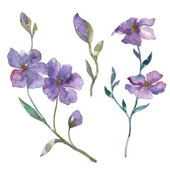 Wall Mural - Blue and purple flax floral botanical flower. Watercolor background set. Isolated flax illustration element.