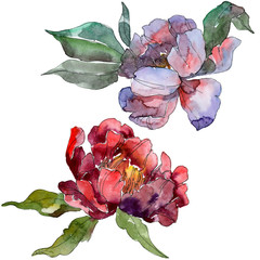 Red and purple peony floral botanical flower. Watercolor background set. Isolated peony illustration element.