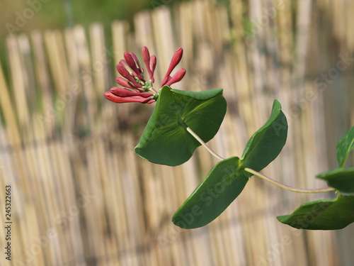 Le Chèvrefeuille Vert Lonicera Sempervirens Un Arbuste D