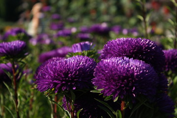 Wall Mural - asters