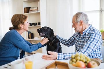 A senior couple with a pet dog sitting at the table at home, having breakfast.