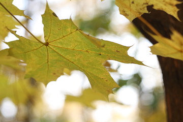 Wall Mural - autumn leaves