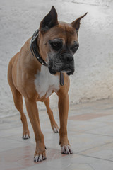 Perro Boxer