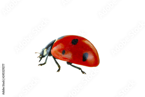 red ladybird isolated on white background Tableau sur Toile