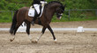 Dressage horse (pony) with rider in the dressage quadrilateral, in the gait trot, in the limbo phase..