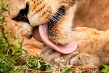 Close Up Of A Lion's Mouth, Panthera Leo, Licking Its Paw With Pink Barbed Tongue, White Whiskers, Wet Golden Fur