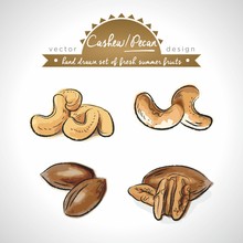 Cashew, Pecan Collection Of Fresh Fruits With Leaf. Vector Illustration. Isolated