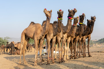 Wall Mural - Camels in desert Thar during Pushkar Camel Fair, Rajasthan, India