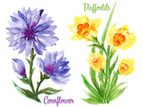 Fototapeta Sypialnia - Watercolour Gouache hand drawn spring and summer Cornflower and Daffodils Flower illustration