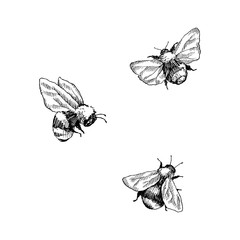 Bumblebee set. Hand drawn vector illustration. Vector drawing of tree honeybee. Hand drawn insect sketch isolated on white. Engraving style bumble bee illustrations.